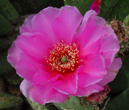 Kayenta Utah Pink flower