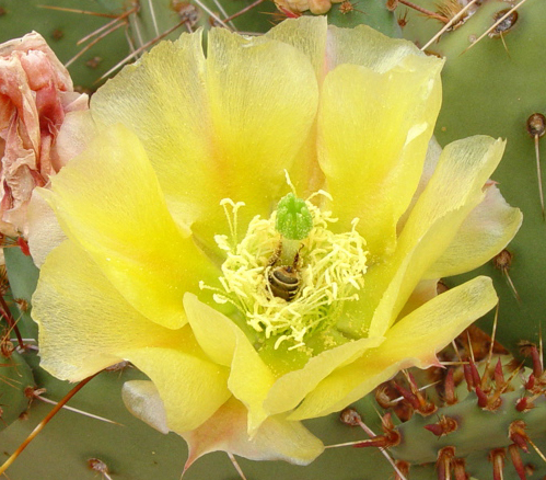 Kayenta Utah Yellow Cactus Flower